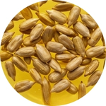 Saulėgrąžų sėklų aliejus